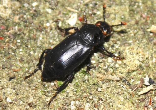 Réf. 210 026 : Nicrophorus humator